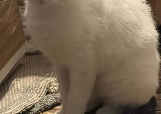 Kot z FIV szuka domu w gminie Pniewy – łagodny i gotowy do adopcji