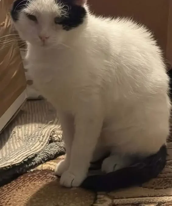 Kot z FIV szuka domu w gminie Pniewy – łagodny i gotowy do adopcji