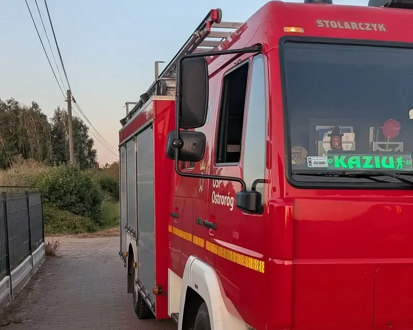 Strażacy z Ostroroga usunęli gniazdo owadów błonkoskrzydłych