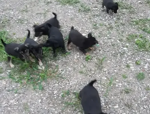 Pilna adopcja: 7 szczeniąt z Gminy Pniewy szuka domów