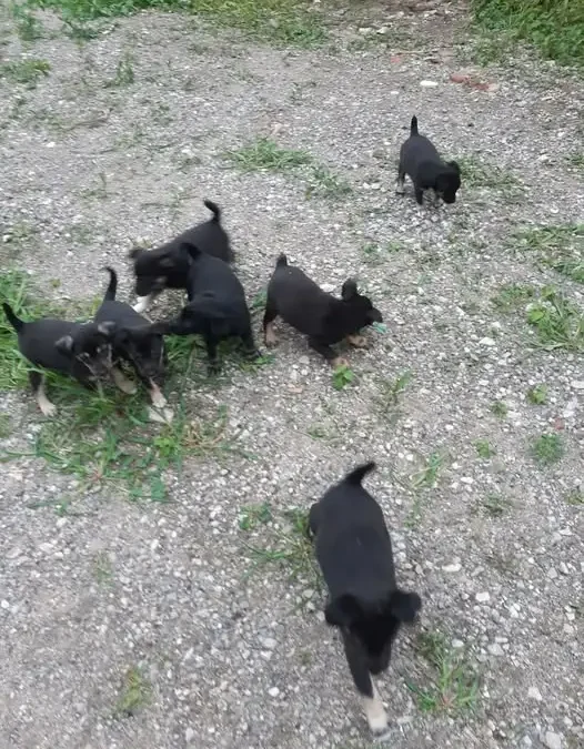 Pilna adopcja: 7 szczeniąt z Gminy Pniewy szuka domów