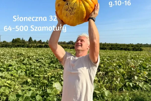 Farma Dyniowa w Owocowej Kryjówce w Gąsawach otwiera się dziś