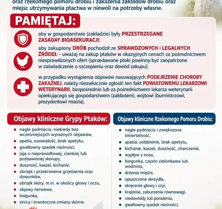 Grypa ptaków i rzekomy pomór drobiu — alert dla hodowców na sezon jesienno-zimowy